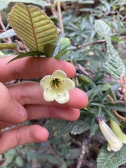 Billardiera macrantha