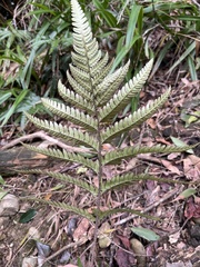 Dryopteris sordidipes