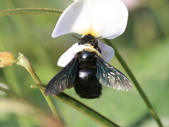 Xylocopa fimbriata