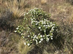Veronica brachysiphon