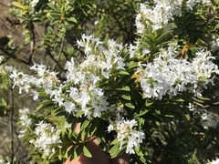 Veronica brachysiphon