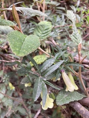 Billardiera macrantha