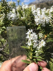 Veronica brachysiphon