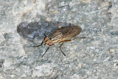 Pherbellia cinerella