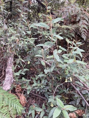 Billardiera macrantha