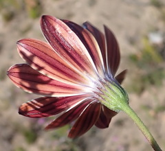 Dimorphotheca montana