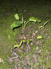 Echinodorus berteroi