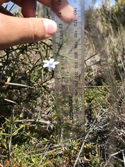 Wahlenbergia albomarginata