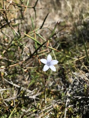 Wahlenbergia albomarginata