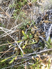 Wahlenbergia albomarginata
