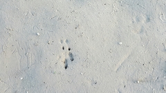 Dasypus novemcinctus