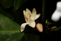Coffea liberica
