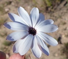 Dimorphotheca montana