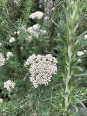 Cassinia aculeata aculeata