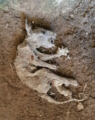 Pseudocheirus peregrinus