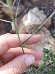 Pogonarthria squarrosa