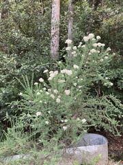 Cassinia aculeata aculeata