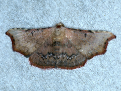 Corgatha dipyra