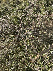 Corokia cotoneaster