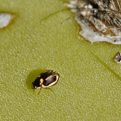 Hyperaspis trifurcata