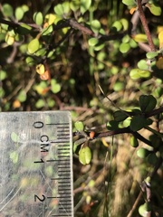 Corokia cotoneaster