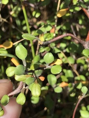 Corokia cotoneaster