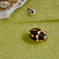 Hyperaspis trifurcata