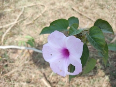 Ipomoea carnea