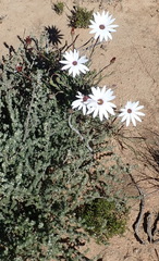 Dimorphotheca montana