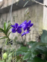 Vanda coerulea