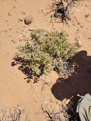 Ruschia namusmontana