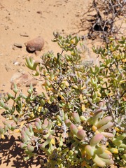 Ruschia namusmontana