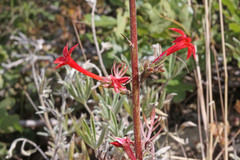 Ipomopsis aggregata aggregata