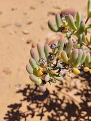Ruschia namusmontana