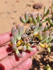 Ruschia namusmontana