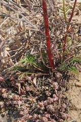 Ipomopsis aggregata aggregata