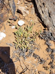 Cephalophyllum numeesense