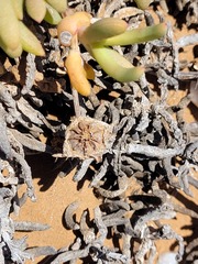 Cephalophyllum numeesense