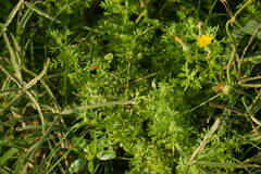 Lepidium didymum