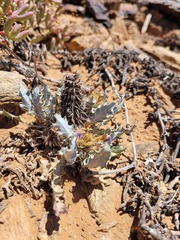 Acanthopsis ludoviciana