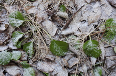 Pyrola rotundifolia