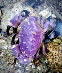 Cycloxanthops novemdentatus