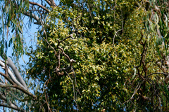 Notothixos subaureus