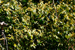 Notothixos subaureus