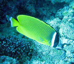 Chaetodon auripes