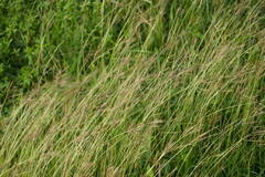 Bothriochloa pertusa