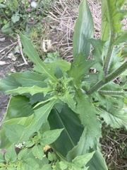 Erechtites hieraciifolius cacaloides