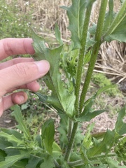 Erechtites hieraciifolius cacaloides