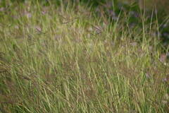 Dichanthium annulatum papillosum