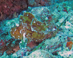 Taenianotus triacanthus